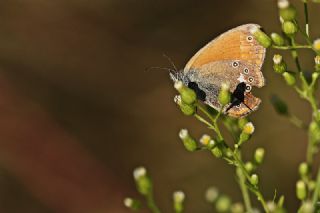 Orman Zpzp Perisi (Coenonympha glycerion)