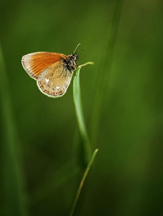 Orman Zpzp Perisi (Coenonympha glycerion)