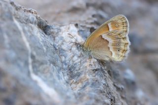ran Zpzp Perisi (Coenonympha saadi)