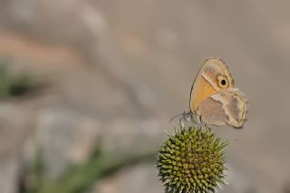 ran Zpzp Perisi (Coenonympha saadi)