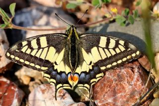 Krlangkuyruk (Papilio machaon)