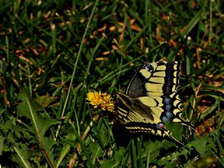 Krlangkuyruk (Papilio machaon)
