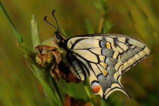 Krlangkuyruk (Papilio machaon)