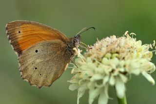 Kaya Esmeri (Kirinia clymene)