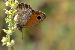 Kk Esmerperi (Hyponephele lycaon)