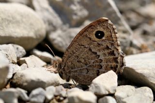 Beyaz Damarl Pirireis (Satyrus amasinus)