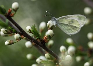 Narin Orman Beyaz (Leptidea sinapis)