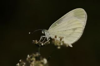 Narin Orman Beyaz (Leptidea sinapis)