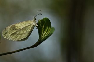 Narin Orman Beyaz (Leptidea sinapis)