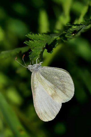 Narin Orman Beyaz (Leptidea sinapis)