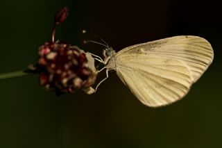 Narin Orman Beyaz (Leptidea sinapis)