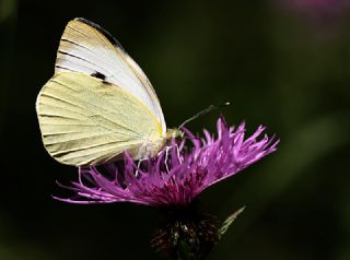 Byk Beyazmelek  (Pieris brassicae)