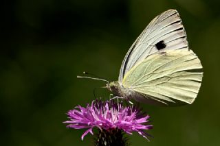 Byk Beyazmelek  (Pieris brassicae)