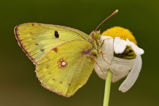Orman Azameti (Colias hyale)