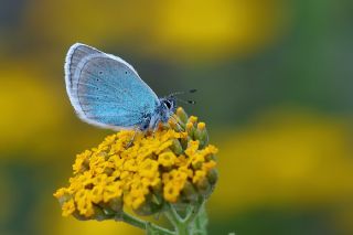 okgzl Rus Mavisi (Polyommatus coelestina)