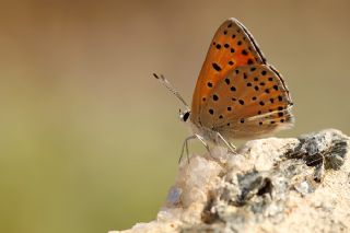 Alev Ategzeli (Lycaena kefersteinii)