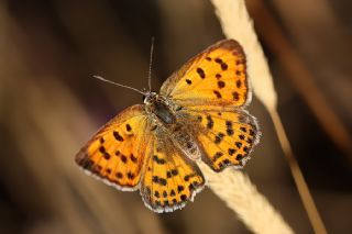 Da Atei (Lycaena thetis)