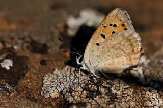 Da Atei (Lycaena thetis)