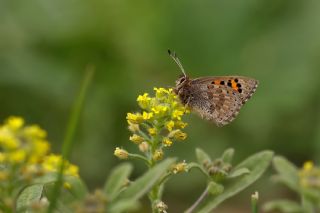 Kafkasya Gelincii (Tomares callimachus)