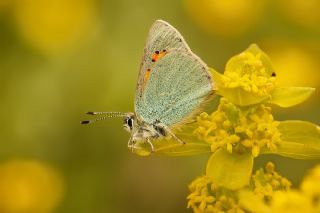 Romanov Gelincii (Tomares romanovi)