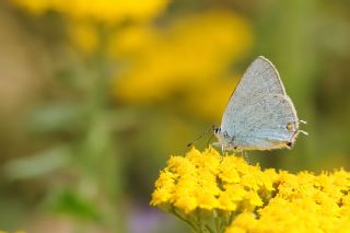Mavi Sevbeni (Satyrium armenum)