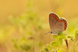 Avrupal Esmergz (Plebejus argyrognomon )