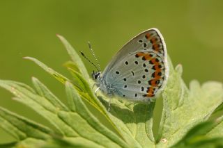 Avrupal Esmergz (Plebejus argyrognomon )