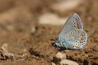 Trkmenistan Esmergz (Plebejus zephyrinus)