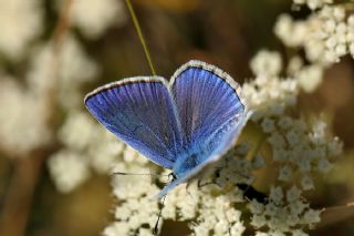 Lacivert Anadolu okgzls (Polyommatus actis )