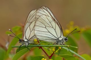 Al�� Beyaz�&nbsp;(Aporia&nbsp;crataegi)