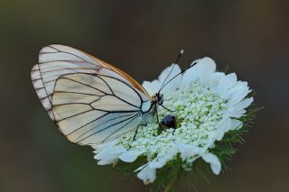 Al Beyaz (Aporia crataegi)