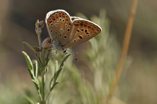 Acem okgzls (Polyommatus alcedo)