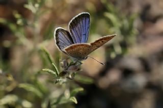 Acem okgzls (Polyommatus alcedo)