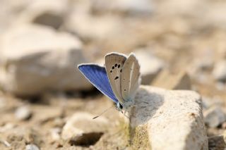 Artvin okgzls (Polyommatus artvinensis)