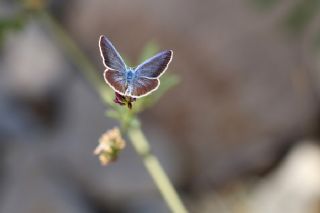 Artvin okgzls (Polyommatus artvinensis)