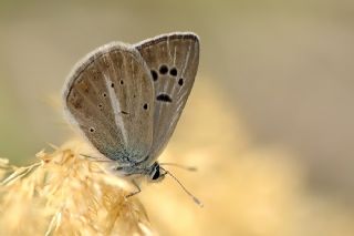 Artvin okgzls (Polyommatus artvinensis)