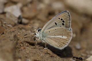 Artvin okgzls (Polyommatus artvinensis)