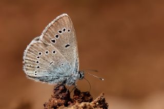 okgzl Gzel Mavi (Polyommatus bellis)