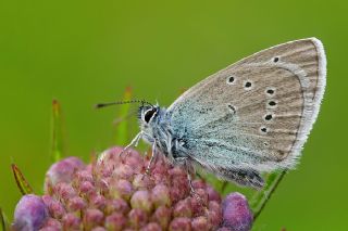 okgzl Gzel Mavi (Polyommatus bellis)