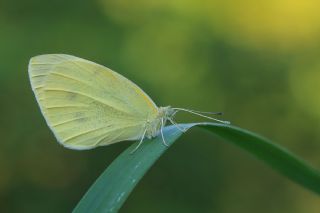 Kk Beyazmelek (Pieris rapae)