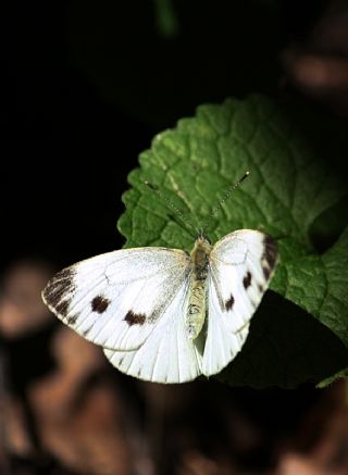 Yalanc Beyazmelek (Pieris pseudorapae)