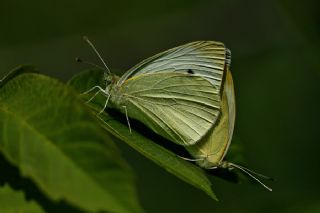 Kk Beyazmelek (Pieris rapae)