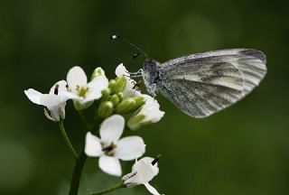 Narin Orman Beyaz (Leptidea sinapis)