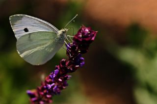 Kk Beyazmelek (Pieris rapae)