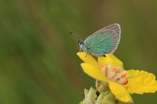 okgzl Rus Mavisi (Polyommatus coelestina)