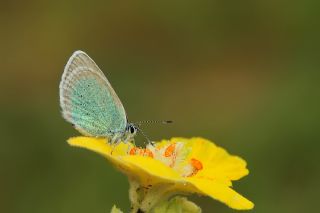 okgzl Rus Mavisi (Polyommatus coelestina)