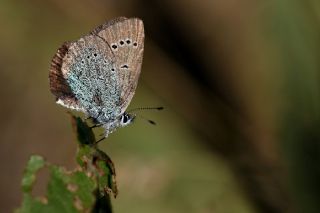 okgzl Rus Mavisi (Polyommatus coelestina)