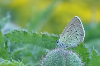 okgzl Rus Mavisi (Polyommatus coelestina)