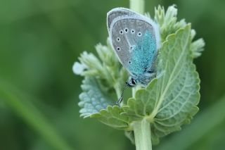 �okg�zl� Diana Mavisi&nbsp;(Polyommatus&nbsp;diana)