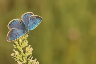 �okg�zl� Diana Mavisi&nbsp;(Polyommatus&nbsp;diana)